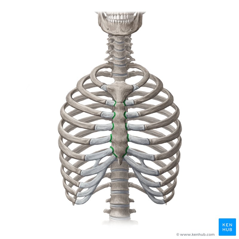 <p>where ribs meet sternum</p>