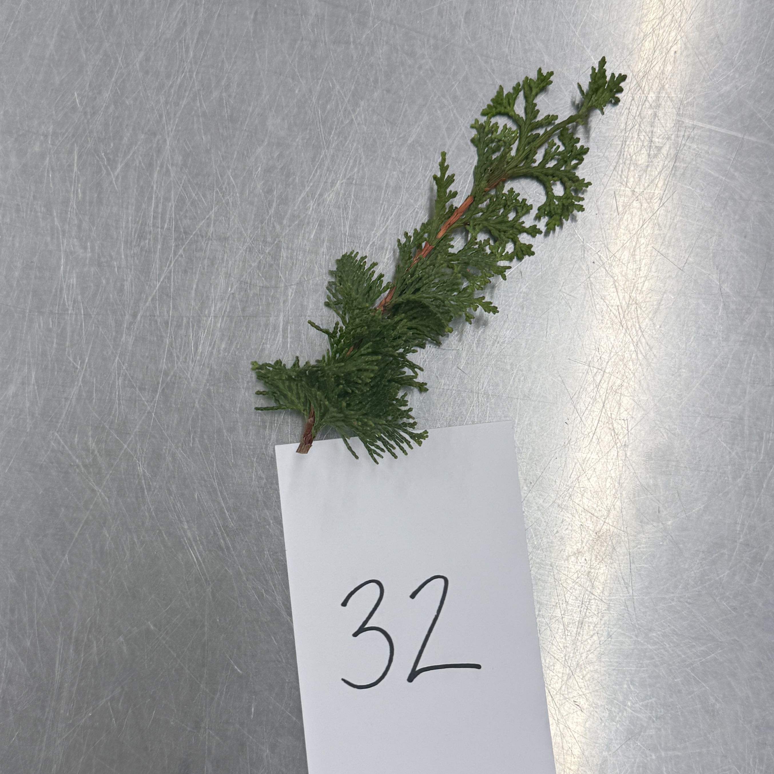 <p>Identify the shapes of the leaf specimen</p>