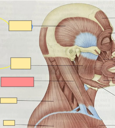<p>flexes head</p><p>rotates the head opposite side from muscle</p>