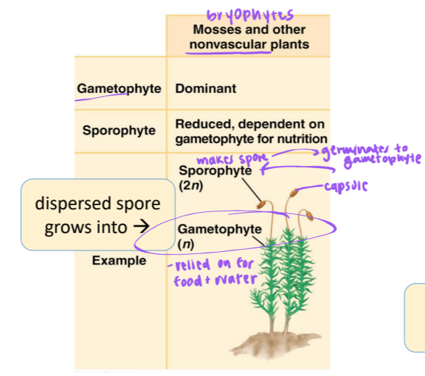 <p>gametophyte-sporophyte relationship in Bryophytes (mosses and other nonvascular plants)</p>