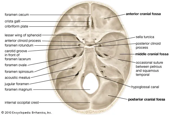 <p>On the superior surface of the body SPHENOID</p>