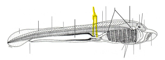 <p>(2 Structures)</p>
