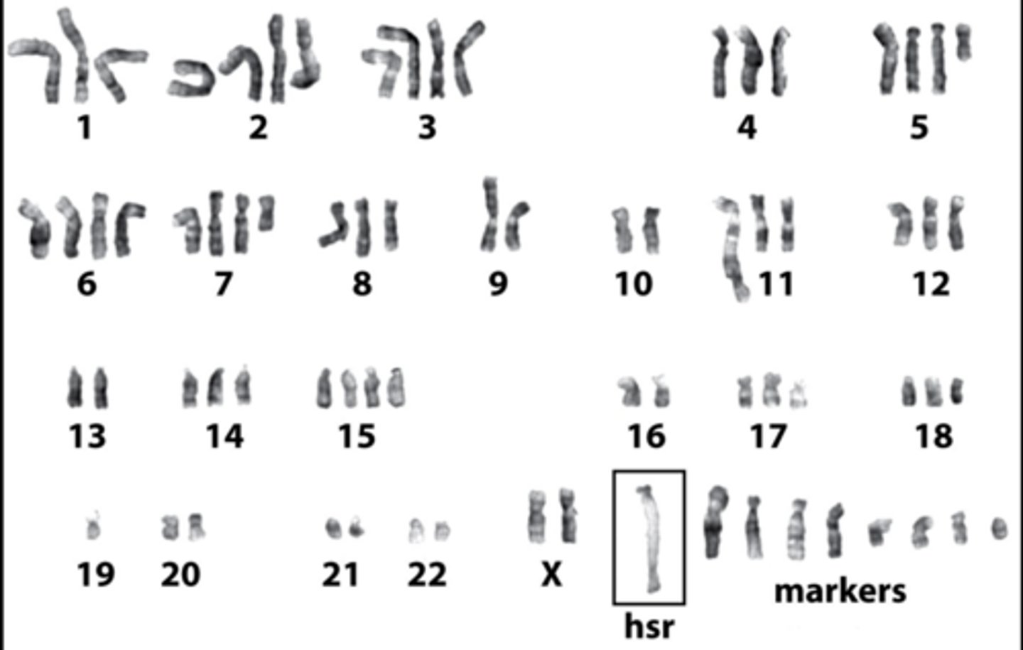 <p>repeated rounds of chromosomal reduplication result in an elongated chromosome with head to tail repeats of a particular segment</p><p>ex) giemsa stain reveals banding of a typical streched appearance, as well as highly abnormal karyotype</p>