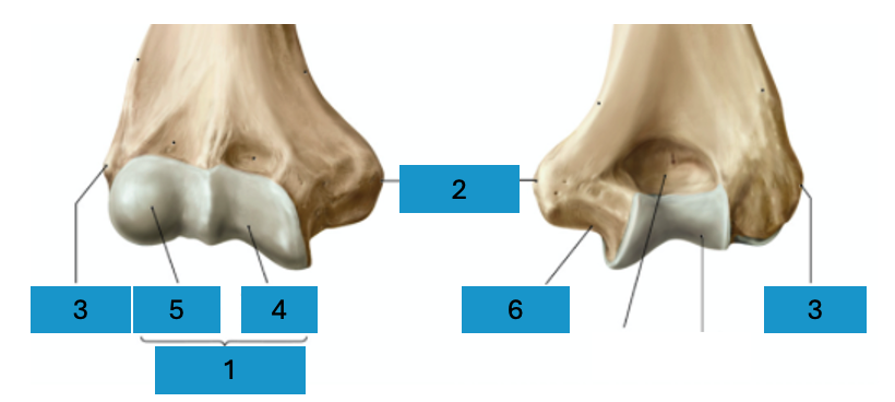 <p>Distale humerus/ellebooggewricht</p>