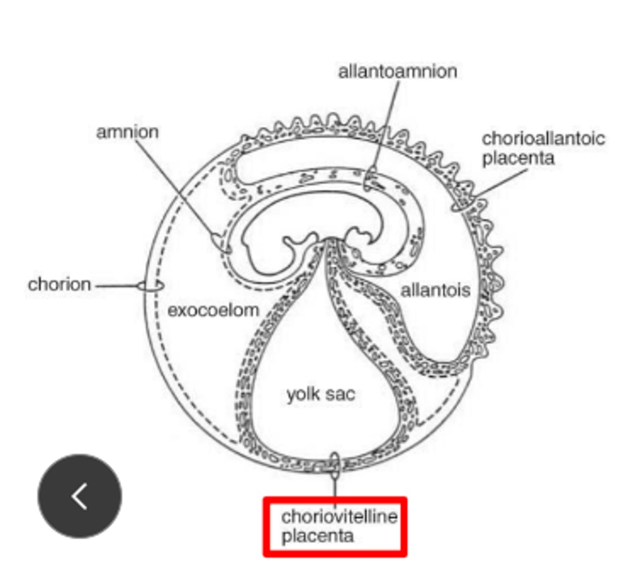 <p>Choriovitelline</p><p>Simple contact with maternal cells</p><p>Most nourishment from yolk</p>
