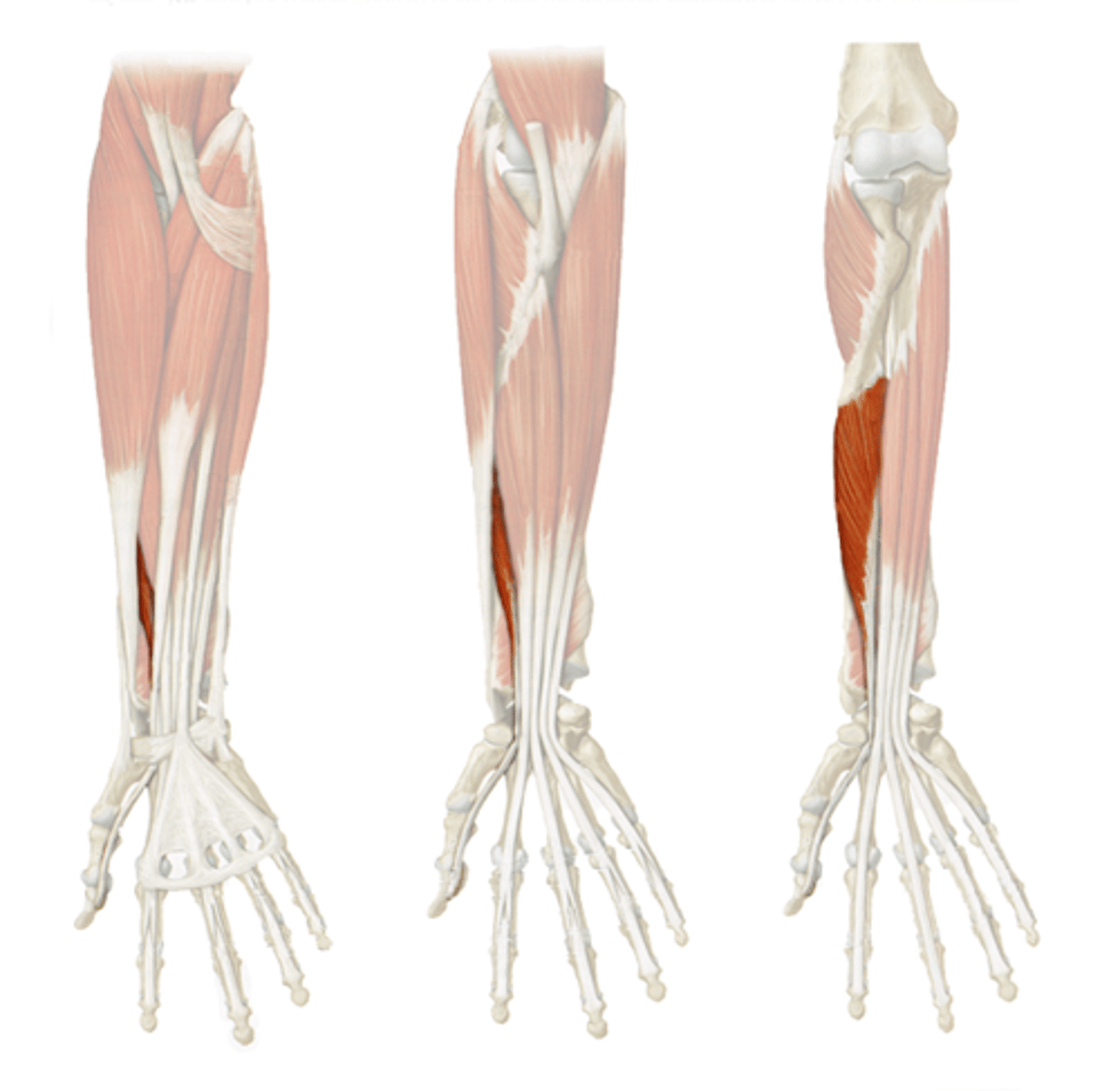 <p>flexion of thumb</p>