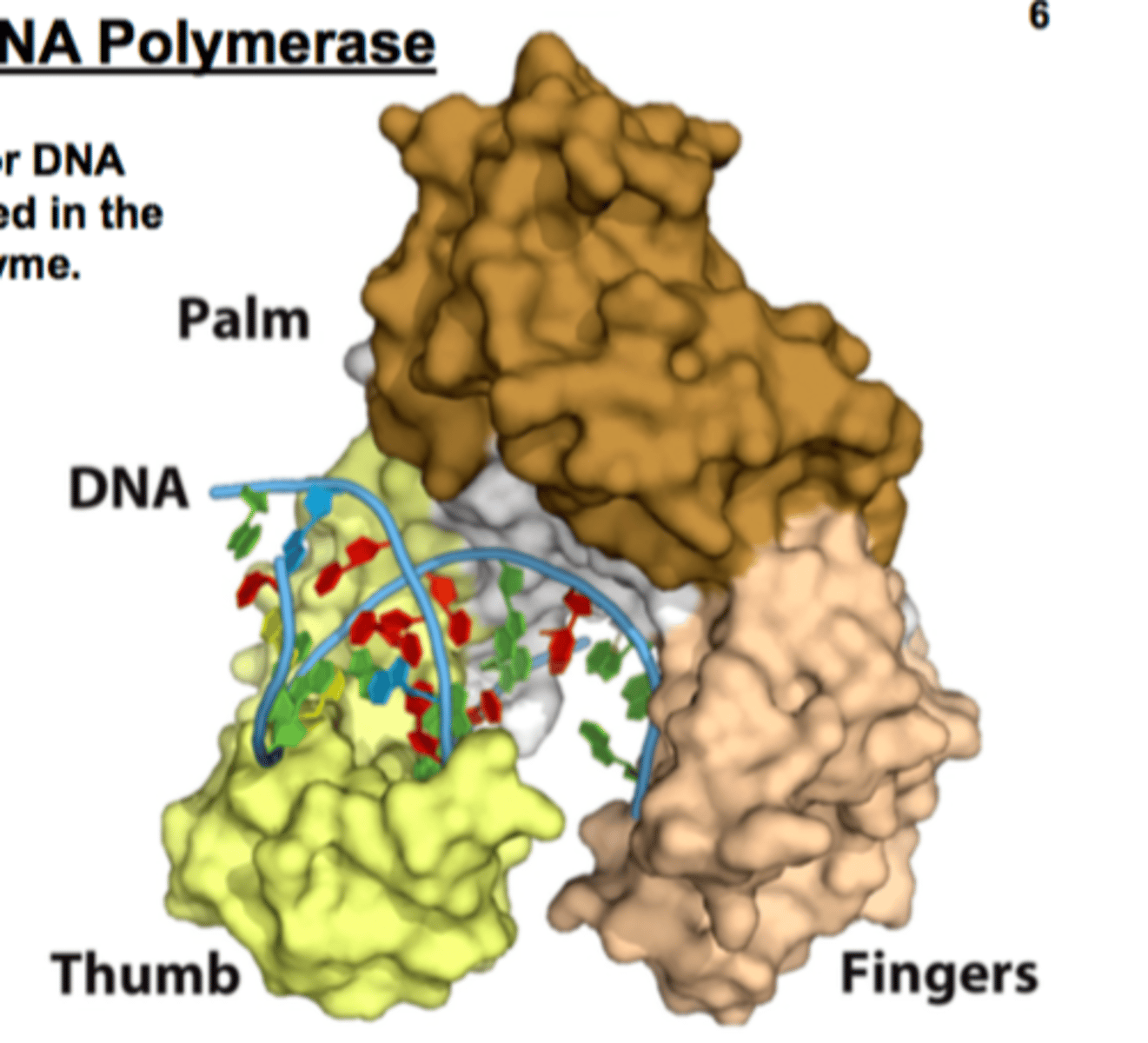 <p>the palm of the enzyme</p>