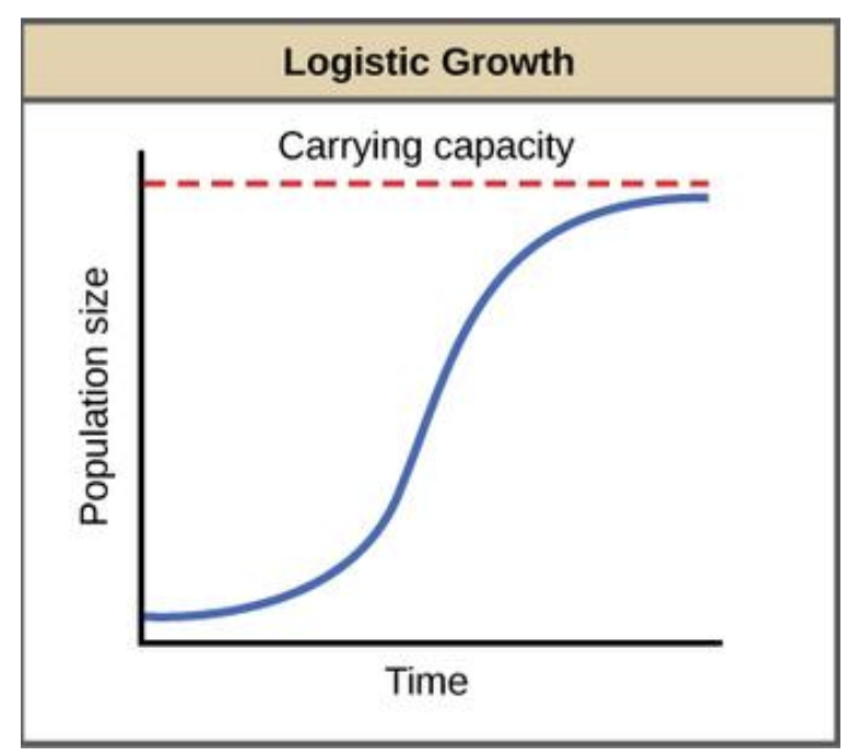 <ul><li><p>resources limited (carrying capacity)</p></li><li><p>instantaneous population growth (dN/dt) decreases as the population increases (density independent growth)</p></li><li><p>S shape</p></li></ul><p>dN/dt = rN(1 - N/k) </p>