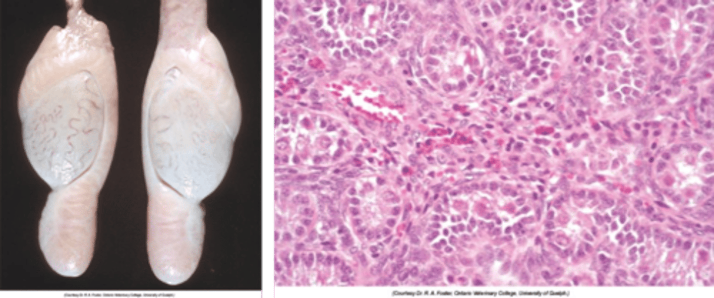 <p>Hypoplastic (organ/tissue has underdeveloped or has had incomplete development)- so still has normal consistency for a testes.</p><p>But testes appear smaller than normal for age and animal.</p>