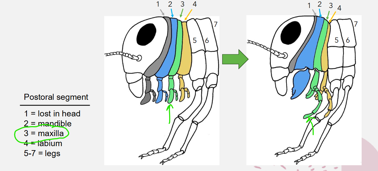 <p>maxilla</p>