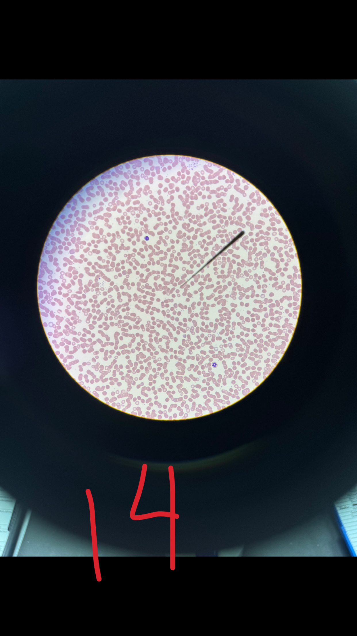 term image