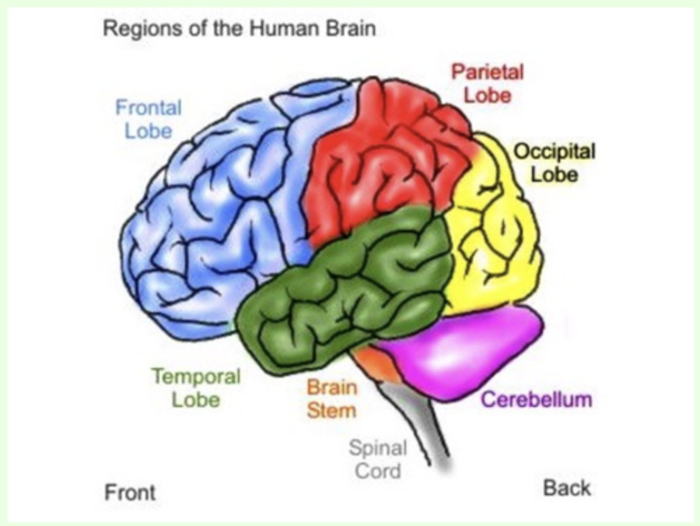 <p>- the "little brain" attached to the rear of the brainstem</p><p>- helps coordinate voluntary movement and balance</p><p>- plays a role in higher learning, ranging from advanced social skills to math and music</p>