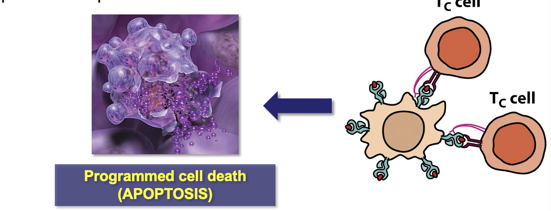 <ul><li><p>Killer T-cells (T<sub>C</sub>) respond to the cytokines released by T<sub>H</sub> cells and convert into active cytotoxic T-lymphocytes (CTLs)</p></li><li><p>CTLs identify and destroy virally-infected host cells</p></li><li><p>Virally-infected cells display viral Ag particles on their cell surface</p></li><li><p>CTL bind to the Ag complex on infected cells and induce apoptosis to prevent the spread of virus</p></li></ul><p></p>