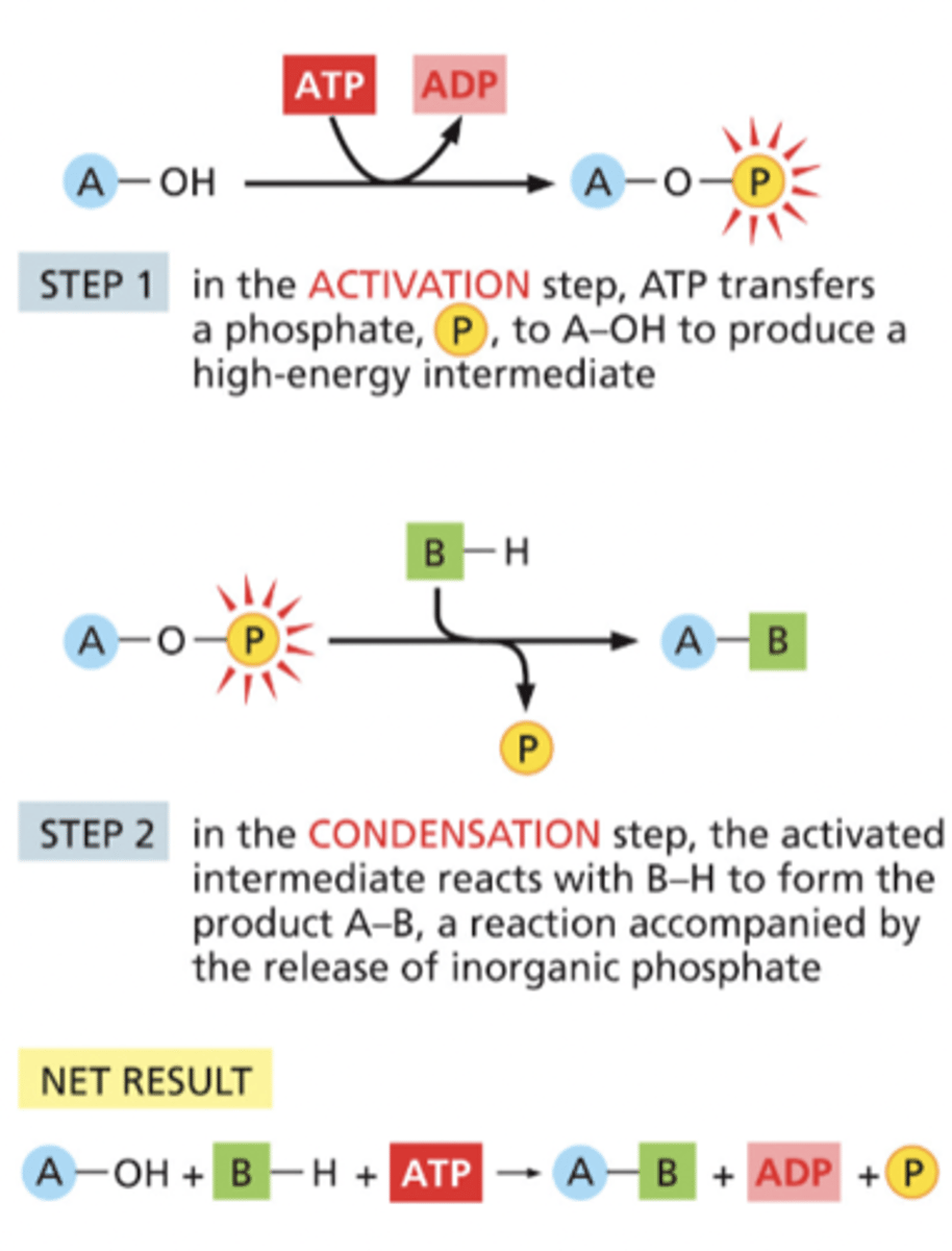 <p>1) Activation Step: ATP transfers a phosphate, P, to A-OH to produce a high-energy intermediate</p><p>2) Condensation Step: the activated intermediate reacts with B-H to form the product A-B, a reaction accompanied by the release of inorganic phosphate</p>