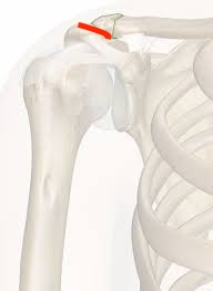 <p>where collarbone connects to shoulder blade</p>