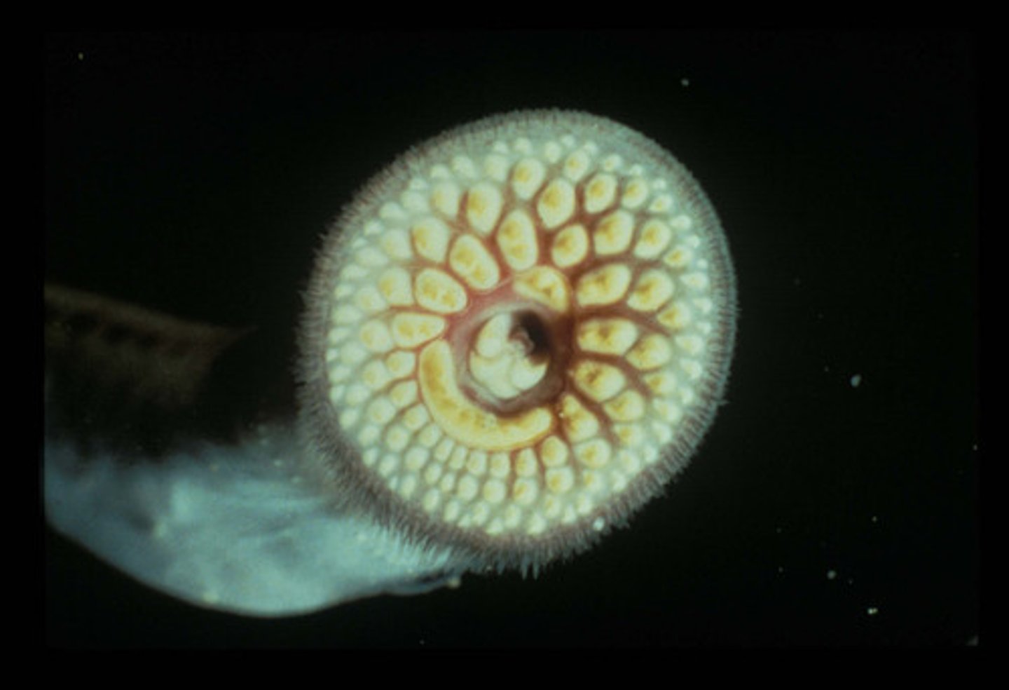 <p>eel-like parasite which attaches to host, invasive, spawns in streams and migrates from lakes</p>