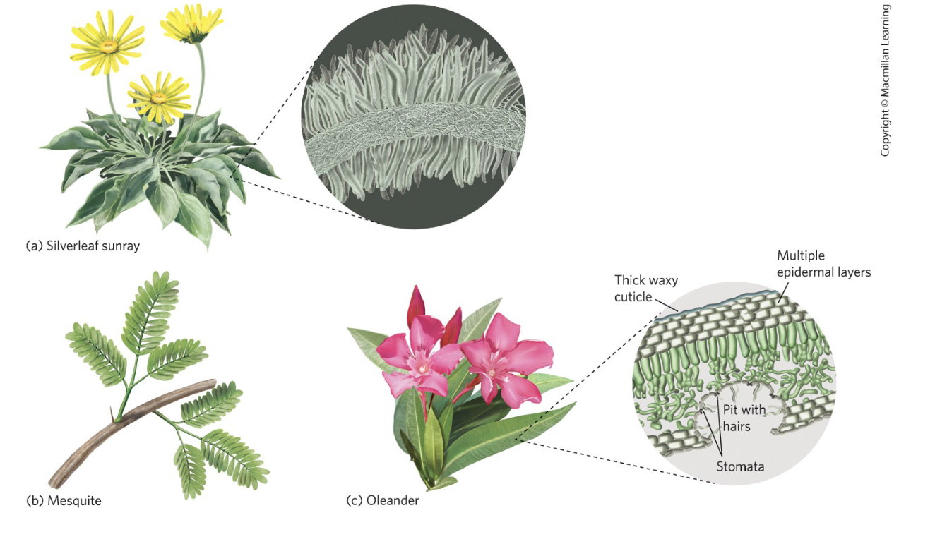 <p>Birds and insects spend energy to assemble nitrogen waste into what form, and why?</p>