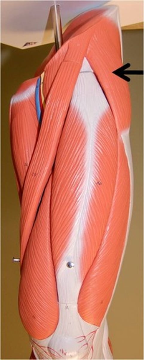 <p>Origin: iliac crest and anterior superior iliac spine</p><p>Insertion: Iliotibial tract</p><p>Action: flexes, abducts, and medially rotates thigh</p>