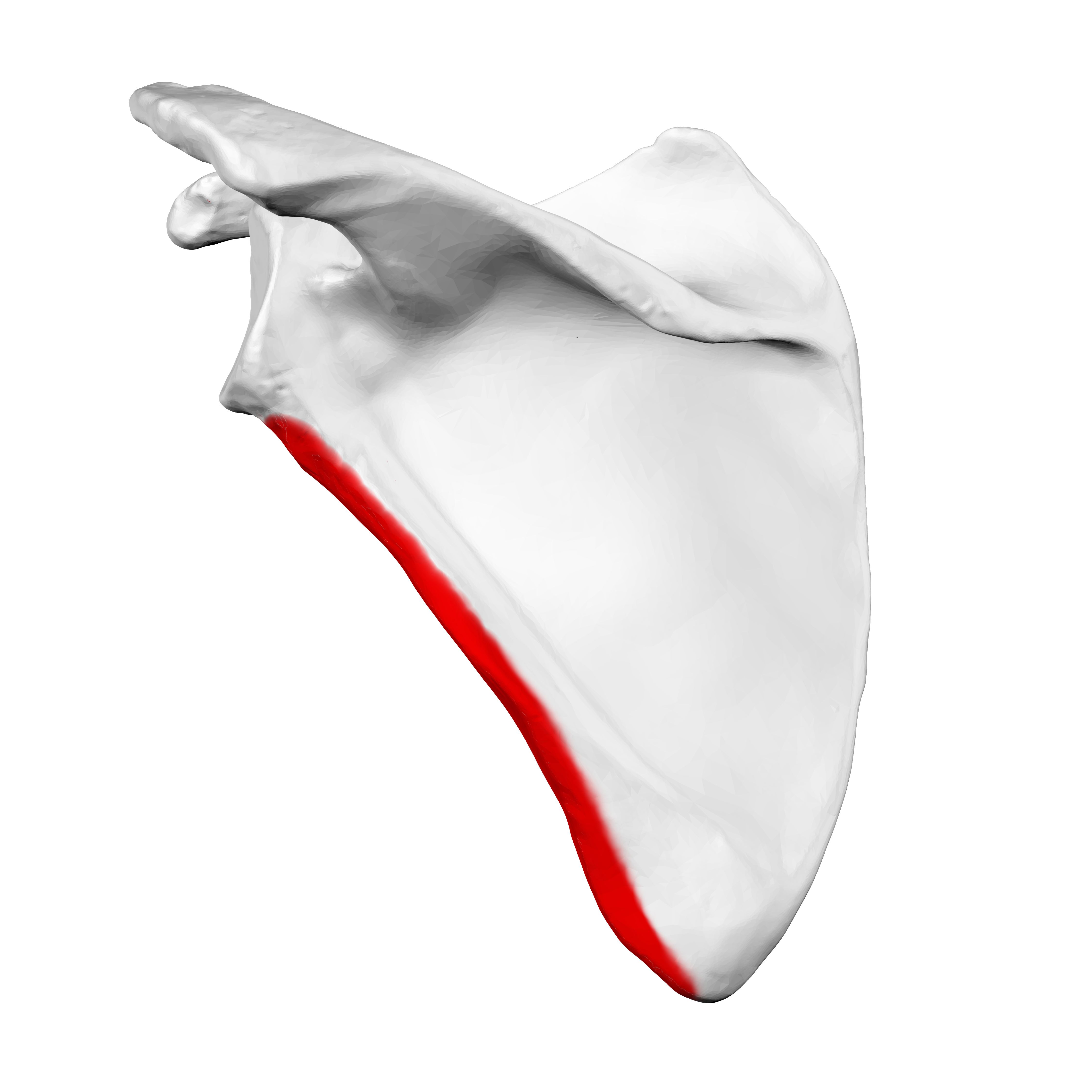 <p>(left scapula)</p>