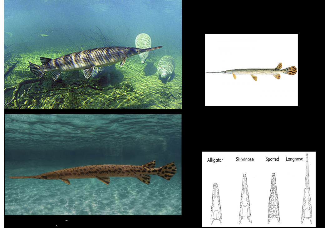 <p>What is the Order, Family, species name, and common name of this vertebrate?</p>