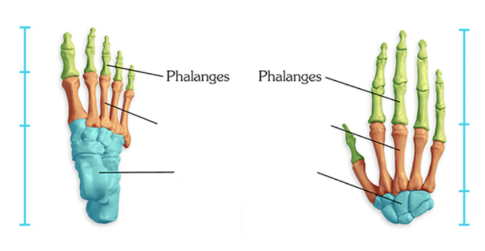 <p>long bones</p>