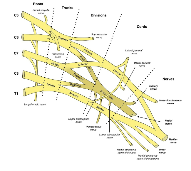 <ul><li><p><strong>Function: </strong>Provides almost all nerves to the upper limb</p></li><li><p><strong>Spinal nerve contributions:</strong> (C4) C5–T1</p></li><li><p><strong>Location: </strong>Emerges between anterior &amp; middle scalene muscles</p></li></ul><p><strong>Organization (Remember: “Randy Travis Drinks Cold Beer”):</strong></p><ul><li><p><strong>Roots</strong> (ventral rami C5–T1)</p></li><li><p><strong>Trunks</strong> (upper, middle, lower)</p></li><li><p><strong>Divisions</strong> (anterior &amp; posterior)</p></li><li><p><strong>Cords</strong> (lateral, posterior, medial)</p></li><li><p><strong>Branches</strong> (terminal nerves: musculocutaneous, axillary, radial, median, ulnar)</p></li></ul><p></p>