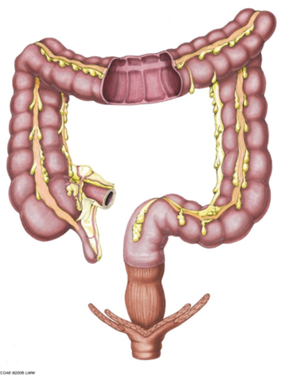 <p>fatty projections on the wall of the colon (large intestine)</p>