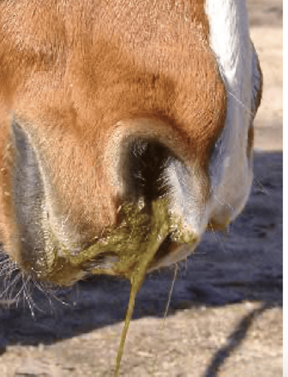 <p>Du tilkades for at undersøge en hest med akut opstået bilateralt næseflåd. Ved din undersøgelse konstaterer du, at næseflåddet er lugtløst. Hvad er din tentative diagnose?</p><p>- Luftposeempyem</p><p>- Sinusitis</p><p>- Spiserørsforstoppelse</p><p>- Svær astma (RAO)</p>