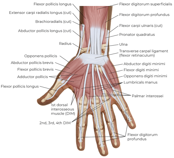<p><span style="color: #000000">-abductor digiti minimi<br>-opponens digiti minimi<br>-flexor digiti minimi <br>-lumbricals (ulnar side, MCP flex)<br>-palmar interossei (adduction)<br>-dorsal interossei (abduction)</span></p>