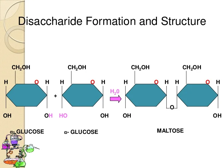 <p>contain 2 monosaccharides, joined by dehydration synthesis (Lactose and Sucrose)</p>