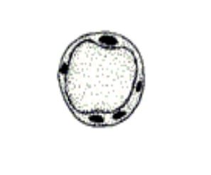 <p><em>Blastocystis</em></p>