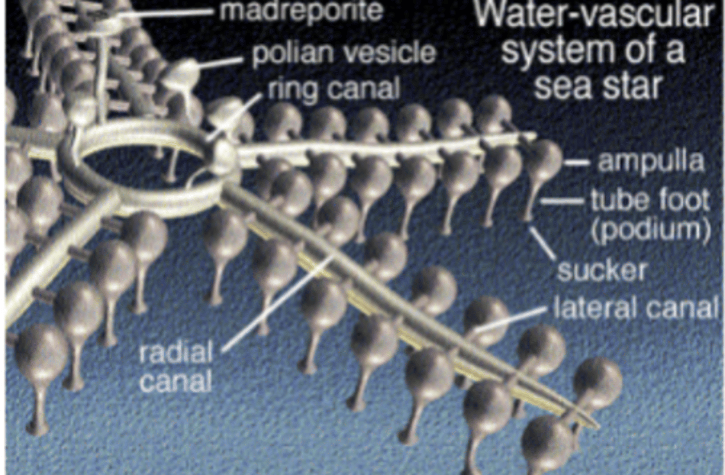 <p>- Derived, defining characteristic feeding, gas exchange,</p><p>- close it off, muscle tissue push against it, create activity</p><p>- Madreporite</p><p>- Stone canal</p><p>- Ring canal</p><p>- Ampullae- Tube feet</p>