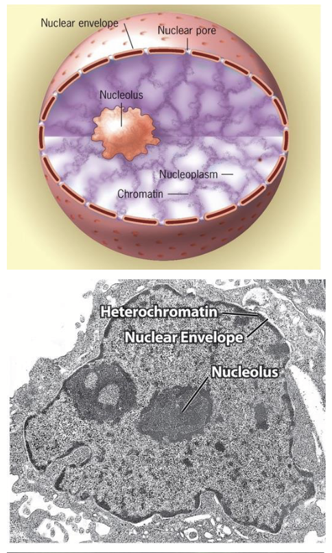 <p>The most conspicuous nuclear subdomain; irregularly shaped, dense, and granular in appearance.</p><p>Size and number (1-5) depend on metabolic activity of cell (↑cellular activity, ↑protein synthesis, ↑size/number).</p><p><strong>Function in producing ribosomes:</strong></p><ul><li><p>Site of ribosomal DNA (rDNA) gene transcription, rRNA processing, and initial stages of ribosomal subunit (rRNA + protein) assembly.</p></li><li><p>Final assembly of ribosomes (used for protein synthesis) occurs in cytoplasm.</p></li></ul><p></p>