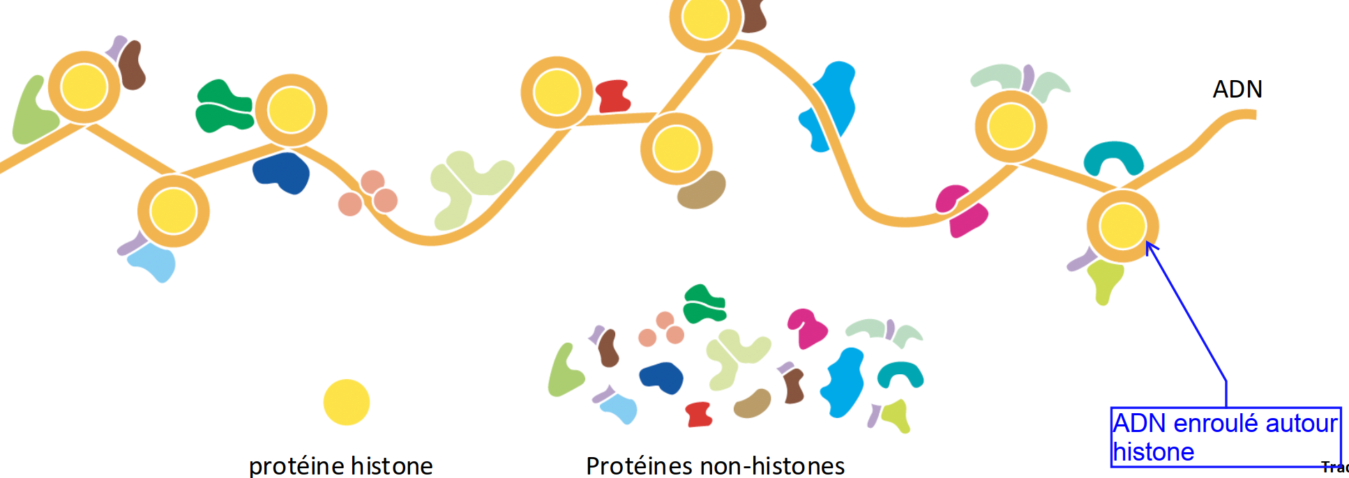 <ul><li><p>composé d’ADN lié à des protéines histones et des protéines “non-histones" </p></li><li><p>extrémité N-terminale des <strong>histones</strong> est « libre » de la structure nucléosomale et se projettte vers l’extérieur</p></li></ul><p></p>