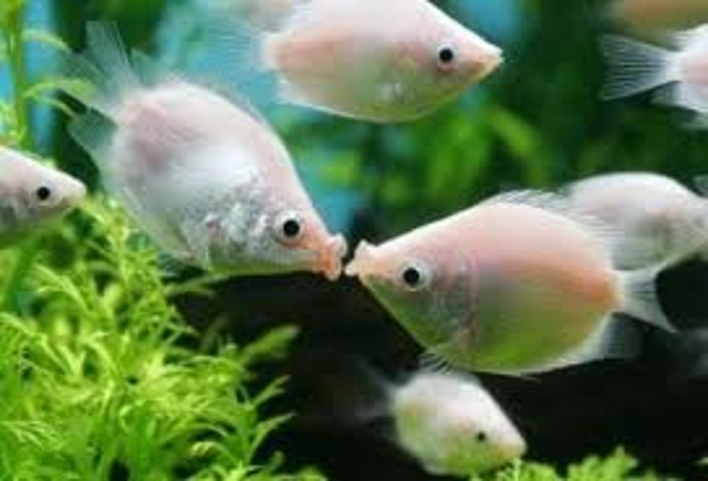 <p>Definition: Kissing disease</p><p>Etiology: Epstein-Barr virus (EBV)</p><p>S+S: Sore throat, fatigue, fever, enlarged spleen, large number of BIG lymphocytes</p><p>Treatment: Rest + no exercise</p>