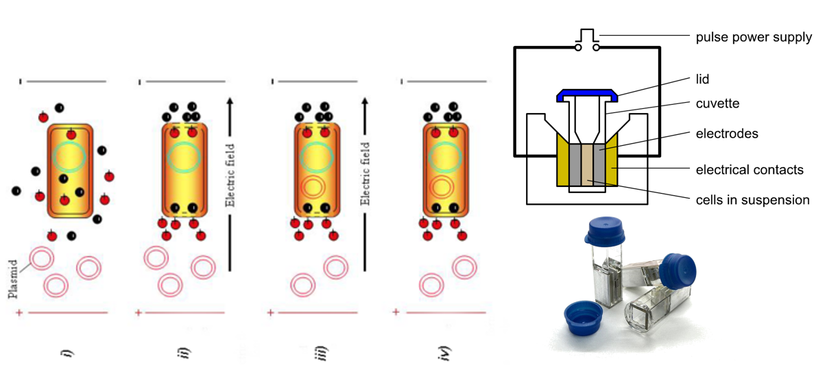 <p><span style="color: red"><strong>Electroporation</strong></span></p><p>Technique used to introduce foreign DNA into cells (i.e. transformation) by applying a brief electrical pulse that temporarily disrupts the cell membrane, creating pores that allow DNA to enter the cell. The electrical pulses are very short so that the membrane opens and close quickly and stays intact.</p><p>The DNA can then be integrated into the genome or remain as plasmid DNA.</p>