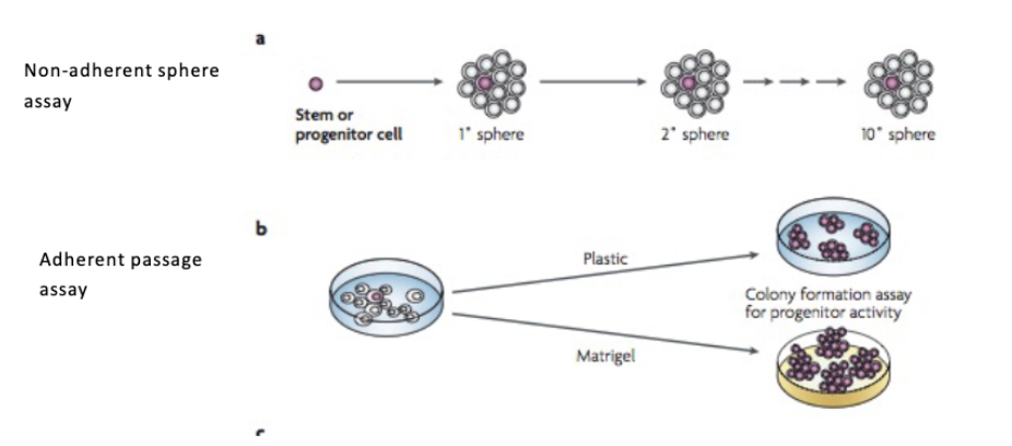 <p>colony forming assays</p>