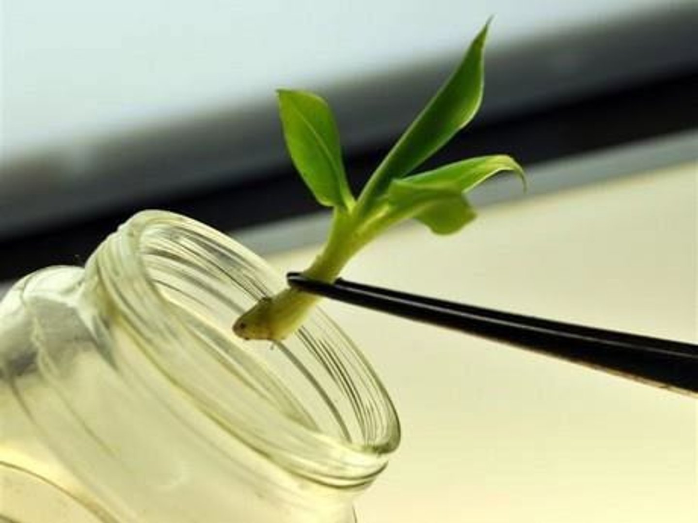 <p>The container (dish, jar, box, etc.) that holds the explant and the required nutrients and plant growth regulators.</p>