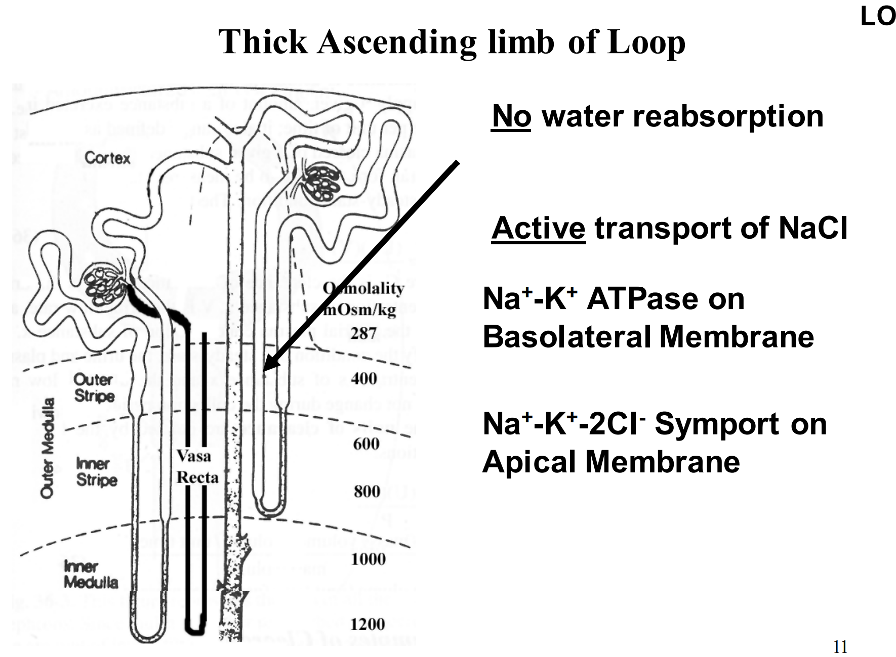 <p>Where water reabsorption takes place (from tubules into the blood supply)</p><p>Where active transport of NaCl occurs (reabsorbing NaCl)</p>