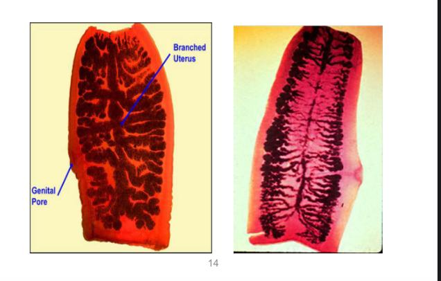 <p>what is this ? </p><p>describe the segment ?</p>