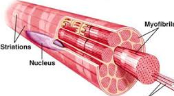 <p> Muscle Cells</p>