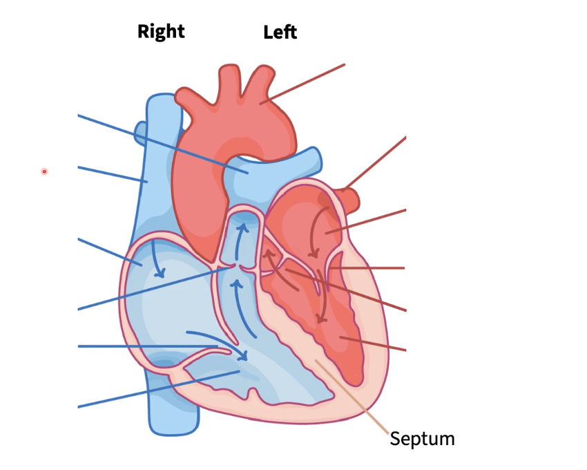 <p>label (r to l)</p>