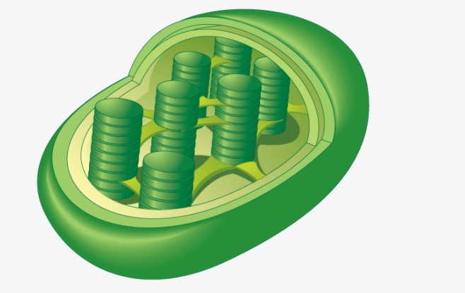 <p><span style="background-color: transparent;"><strong><u><span>Structure</span></u><span>:</span></strong></span></p><p style="text-align: center;"><span style="background-color: transparent;"><strong><span>Two membrane layers; oval shape with stacks of connected thylakoids</span></strong></span></p><p><strong><br></strong></p><p style="text-align: center;"><span style="background-color: transparent;"><strong><u><span>Function</span></u><span>:</span></strong></span></p><p style="text-align: center;"><span style="background-color: transparent;"><strong><span>Converts light energy to chemical energy (photosynthesis)</span></strong></span></p><p><br></p>
