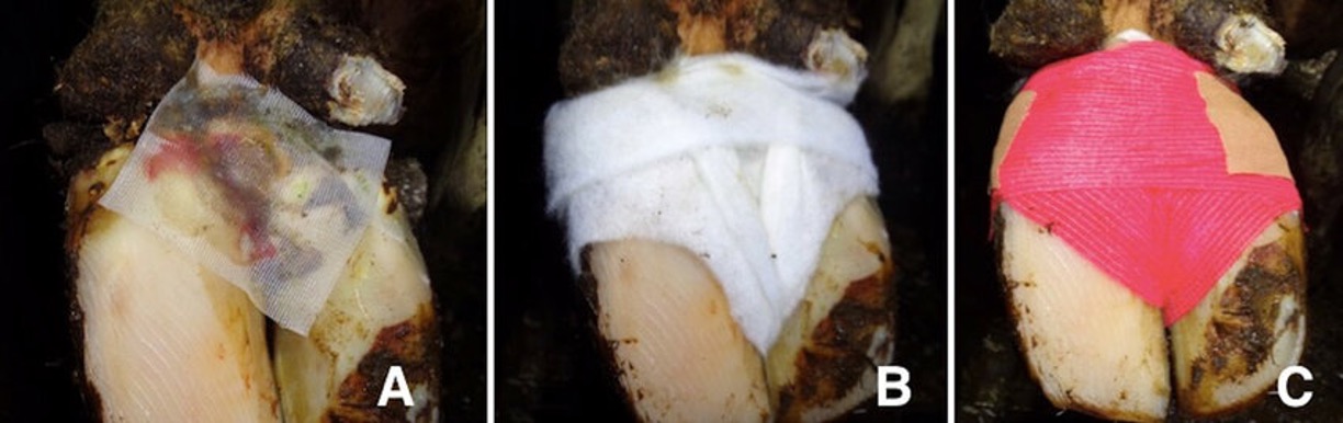 <ul><li><p>Also known as footwarts, papillomatous digital dermatitis, hairy heel warts, strawberry foot. More common in dairy cattle, large wart-like lesions in interdigital space towards heel region. </p></li><li><p>Extremely painful to touch!</p></li><li><p><span>Antibiotics ineffective</span></p></li><li><p><span>Topical sprays (strong iodine, formalin) applied directly to wart may decrease size, but no cure and transmission still likely with current treatments</span></p></li></ul><p></p>