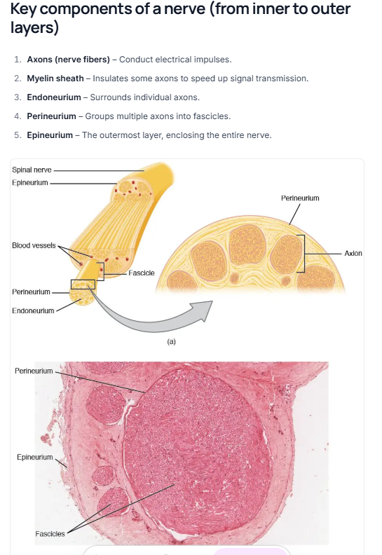 <ul><li><p>Bundle of nerve fibre - Sensory, motor, myelinated, unmyelinated neuron</p></li><li><p>enclosed within myelin sheated</p></li><li><p>Facfilitate comm w specific region of body</p></li></ul><p>Nerve fibre</p><ul><li><p>Afferent neuron - send signal to CNS via sensory neuron</p></li><li><p>Efferent neuron - send signal away from CNA via motor neuron</p></li></ul><p></p>