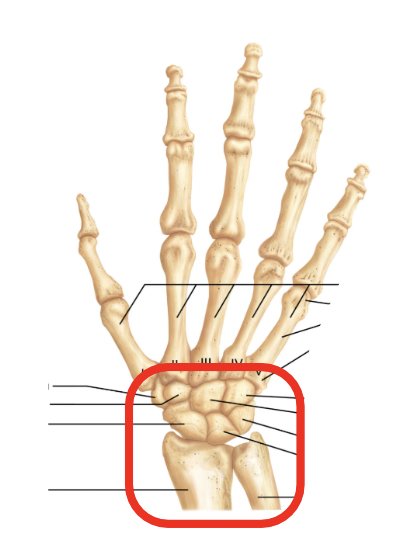 <p>Name this part of the appendicular skeleton’s hand</p>