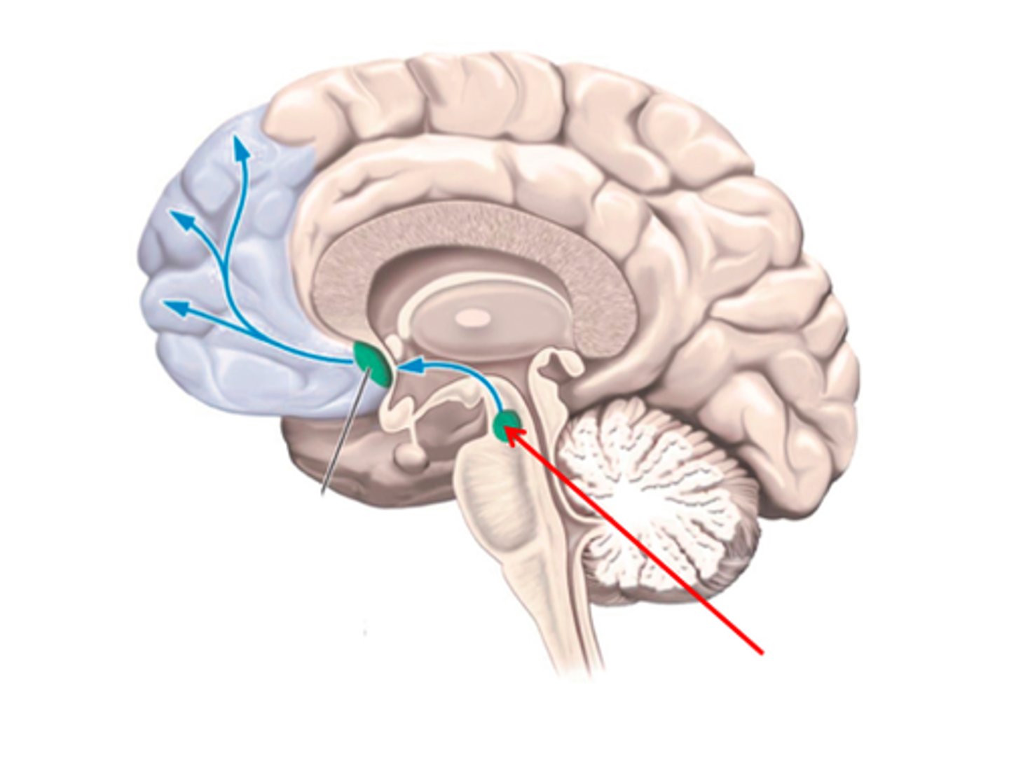 <p>midbrain structure where dopamine is produced: associated with mood, reward, and addiction</p>
