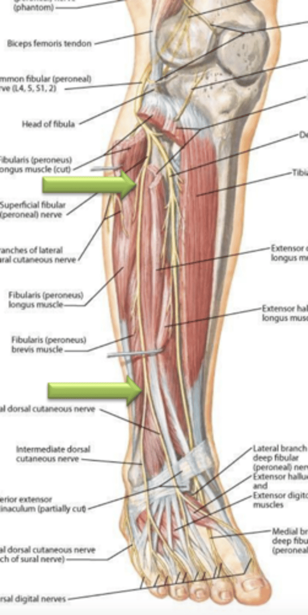 <p>fibularis longus and fibularis brevis</p>