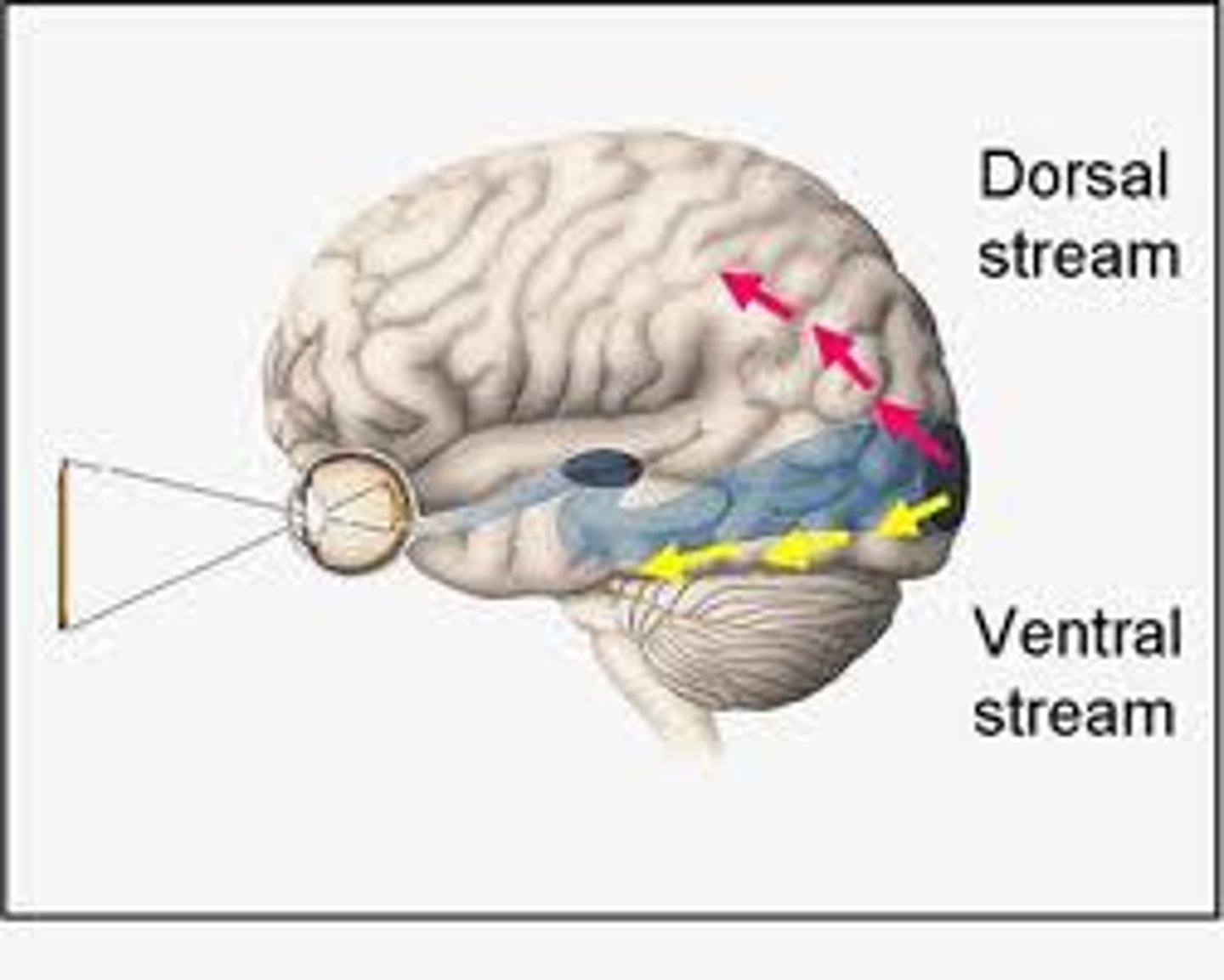 <p>DORSAL ("where" pathway) - occipital -&gt; parietal; visually guided movement, VISUAL-SPACIAL processing; VENTRAL ("What" pathway) - occipital -&gt; temporal; IDENTIFICATION of objects, faces, etc.</p>