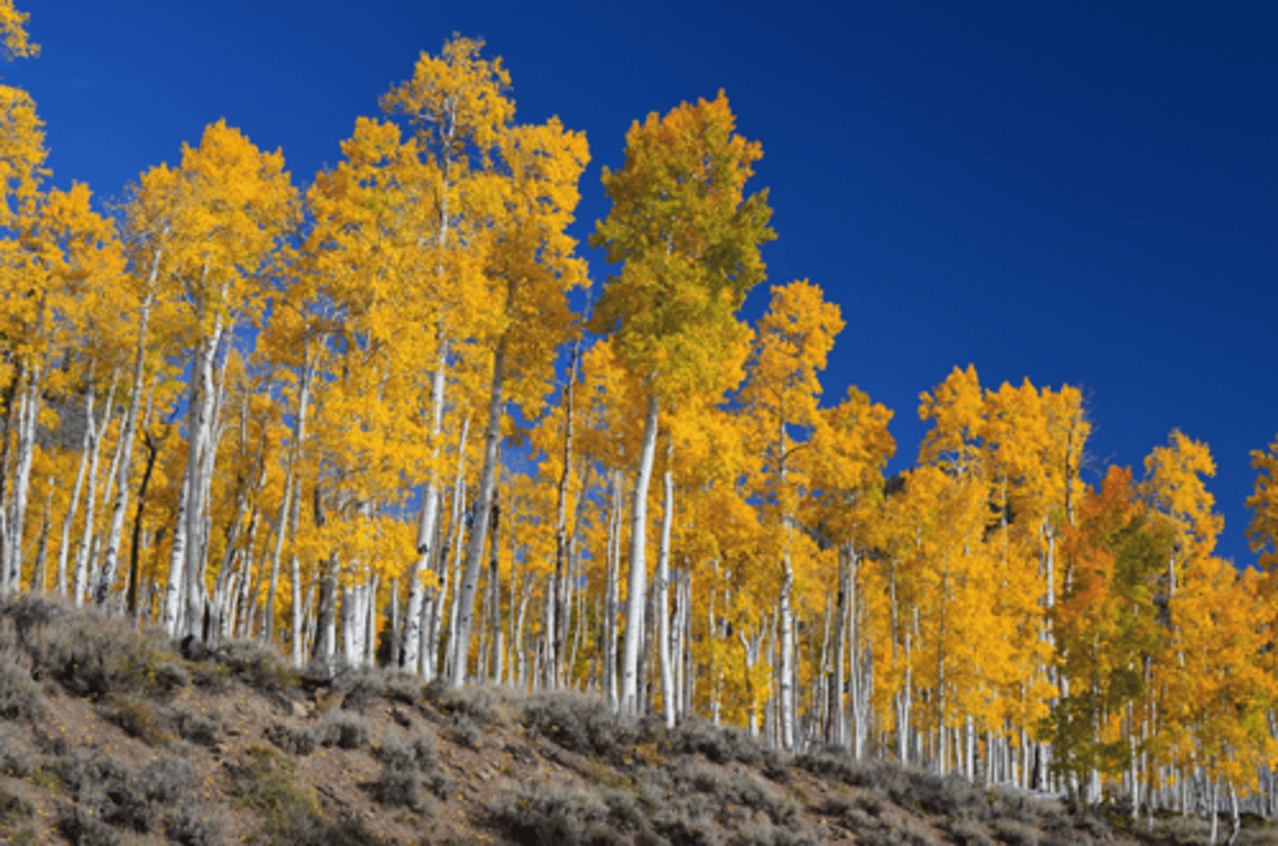 <p>Aspen Grove: This is the</p><p>single, largest land organism, whose 47,000 stems are connected by the same root</p><p>system and are all genetically</p><p>identical (clones)</p>